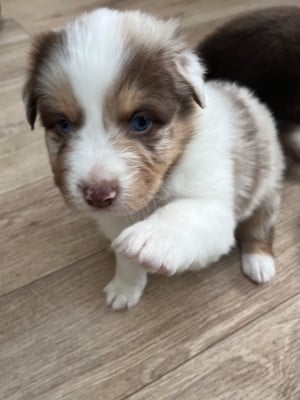 Les chiots de Berger Australien