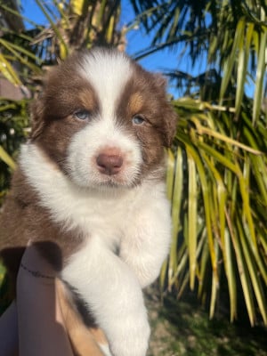 Les chiots de Berger Australien