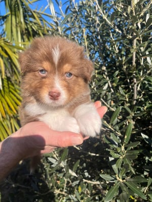 Les chiots de Berger Australien