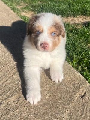 Les chiots de Berger Australien