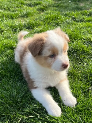 Les chiots de Berger Australien