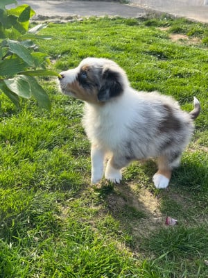 Les chiots de Berger Australien