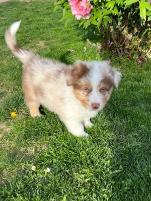 Les chiots de Berger Australien