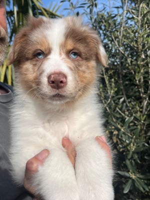 Les chiots de Berger Australien