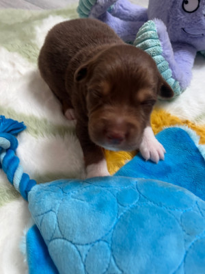 Les chiots de Berger Australien