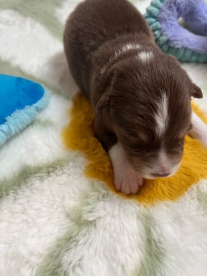 Les chiots de Berger Australien