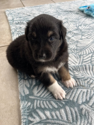 Les chiots de Berger Australien