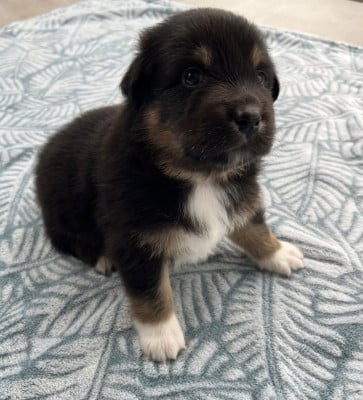 Les chiots de Berger Australien