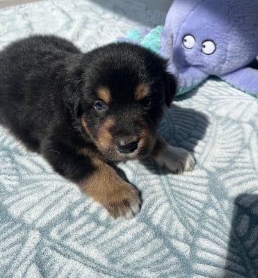 Les chiots de Berger Australien