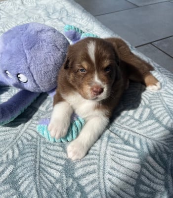 Les chiots de Berger Australien