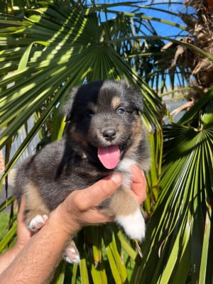 Les chiots de Berger Australien