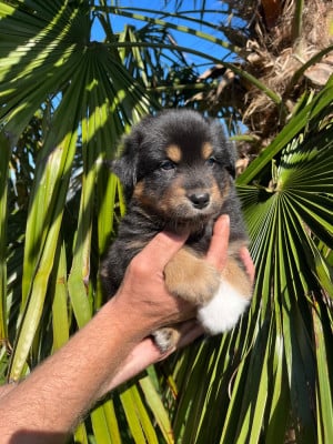 Les chiots de Berger Australien