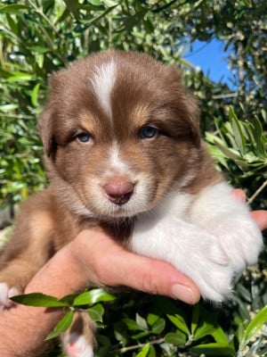 Les chiots de Berger Australien