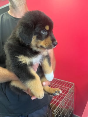 Les chiots de Berger Australien