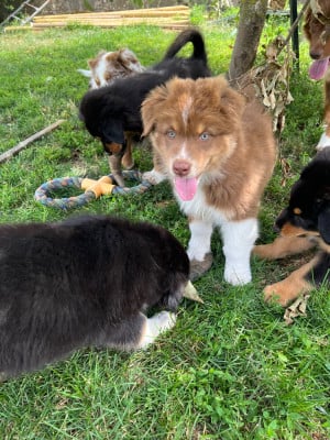 Les chiots de Berger Australien