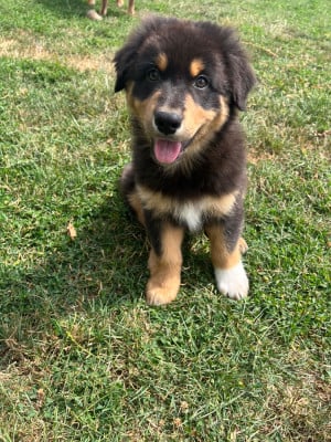Les chiots de Berger Australien