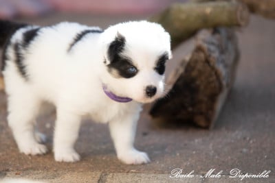 Les chiots de Laika de iakoutie
