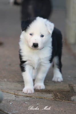 Les chiots de Laika de iakoutie