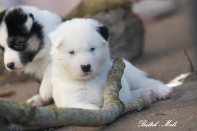 Les chiots de Laika de iakoutie