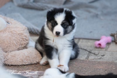 Les chiots de Laika de iakoutie
