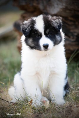 Les chiots de Laika de iakoutie