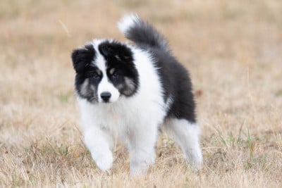 Les chiots de Laika de iakoutie