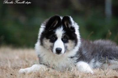 Les chiots de Laika de iakoutie
