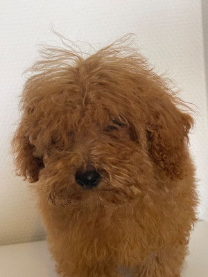 Les chiots de Caniche