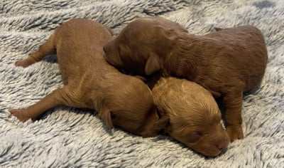 Les chiots de Caniche
