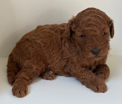 Les chiots de Caniche