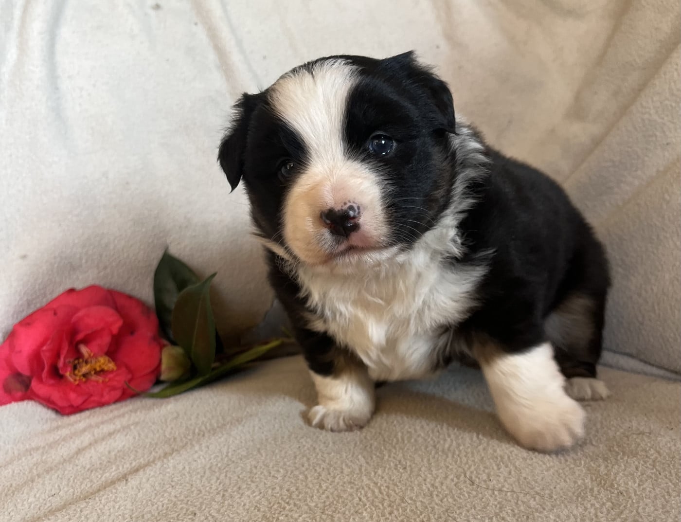 Chiot Berger Américain Miniature