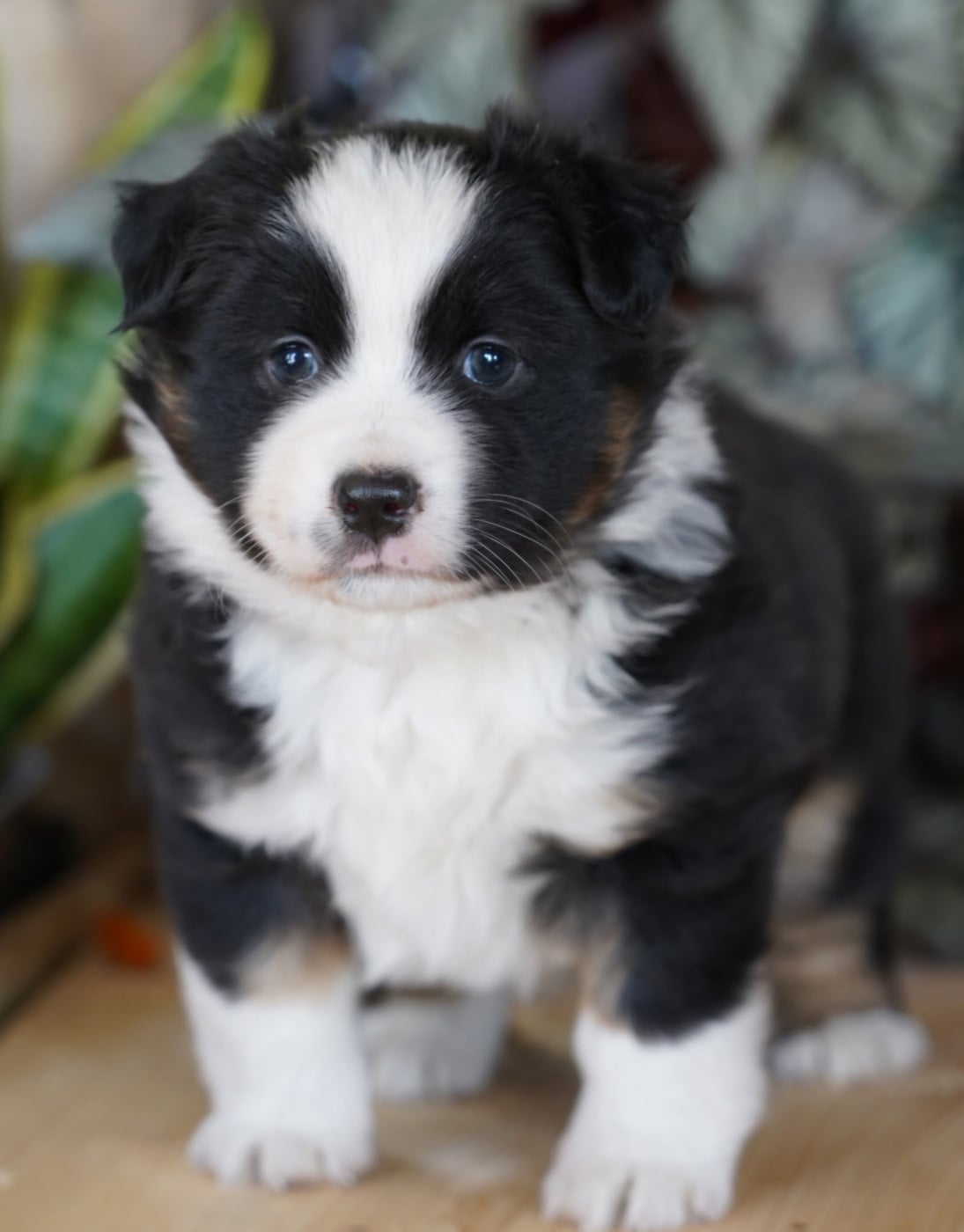 Berger Américain Miniature  - De La Baie Des Deux G