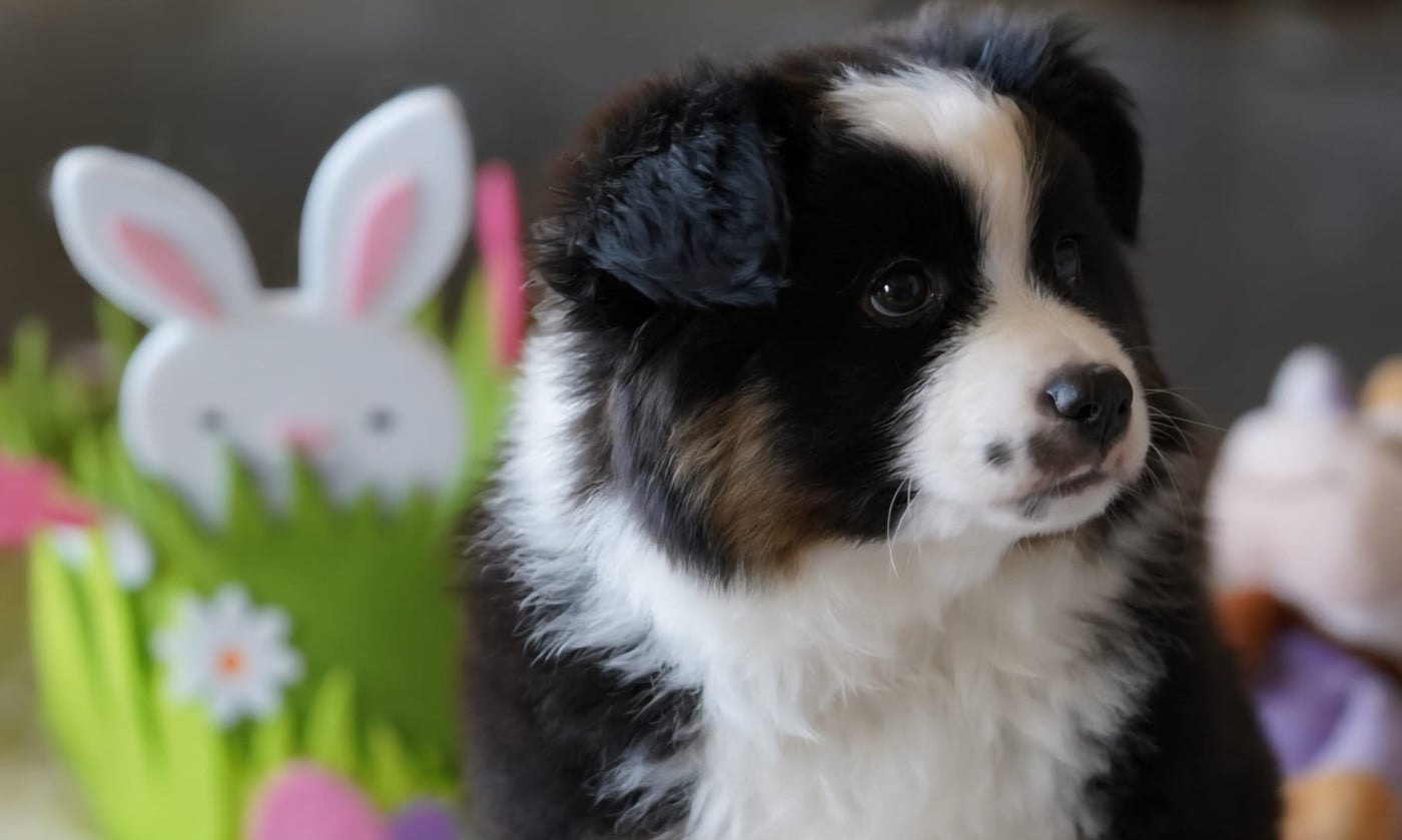 Berger Américain Miniature  - De La Baie Des Deux G