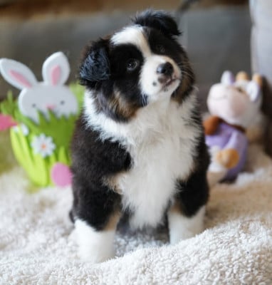 Les chiots de Berger Américain Miniature 