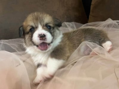 Welsh Corgi Pembroke