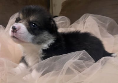 Boris - Welsh Corgi Pembroke
