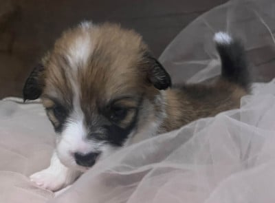 Baby-belle - Welsh Corgi Pembroke