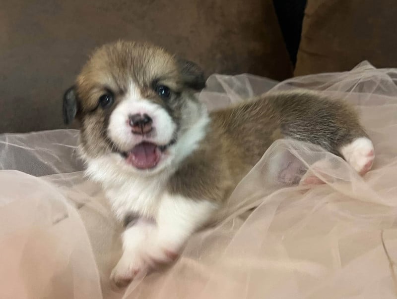 Welsh Corgi Pembroke - De La Baie Des Deux G