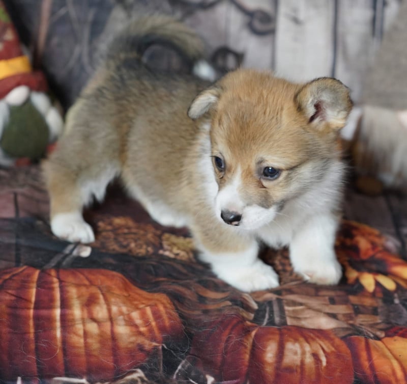 Welsh Corgi Pembroke - De La Baie Des Deux G