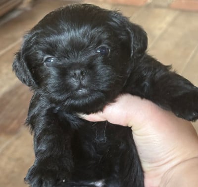 Les chiots de Affenpinscher