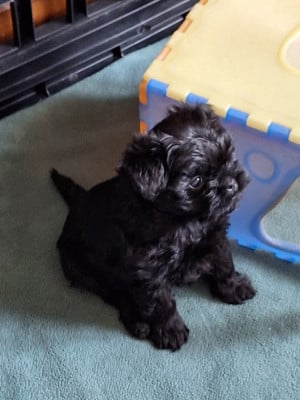 Les chiots de Affenpinscher