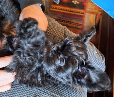 Les chiots de Affenpinscher