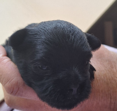 Les chiots de Affenpinscher