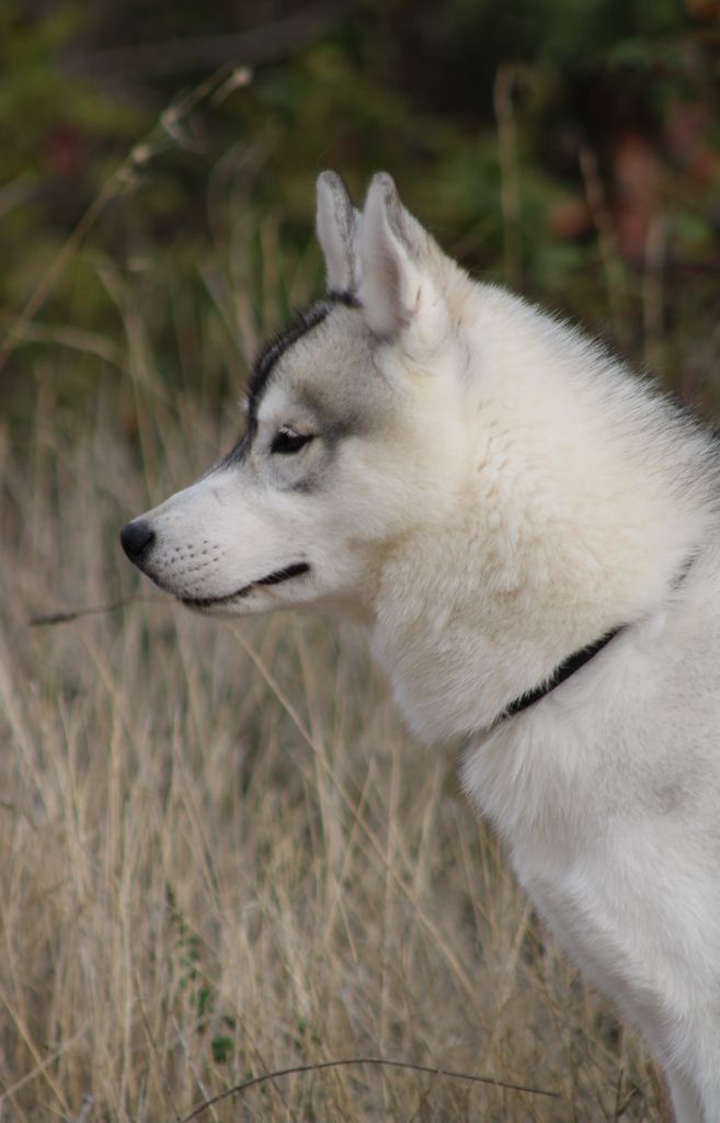 Attractive naomi Of Umok's Dreams