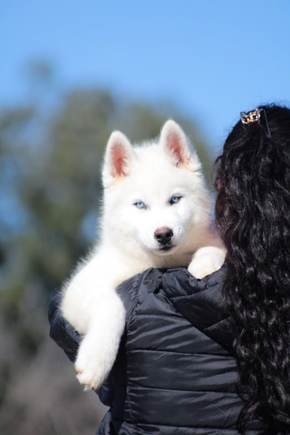 A Kokos  Of Masadora