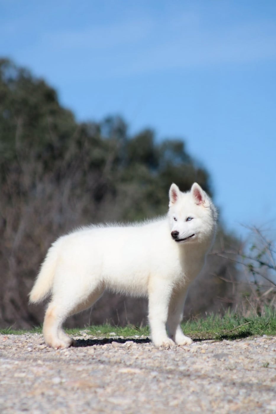 A Kokos  Of Masadora