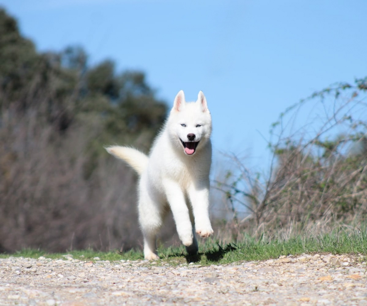 A Kokos  Of Masadora