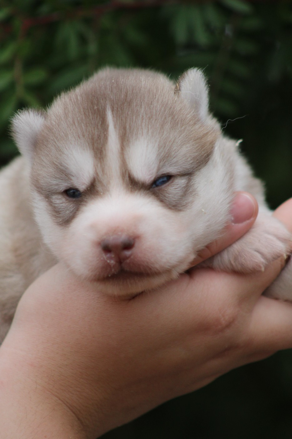 Siberian Husky - Of Masadora