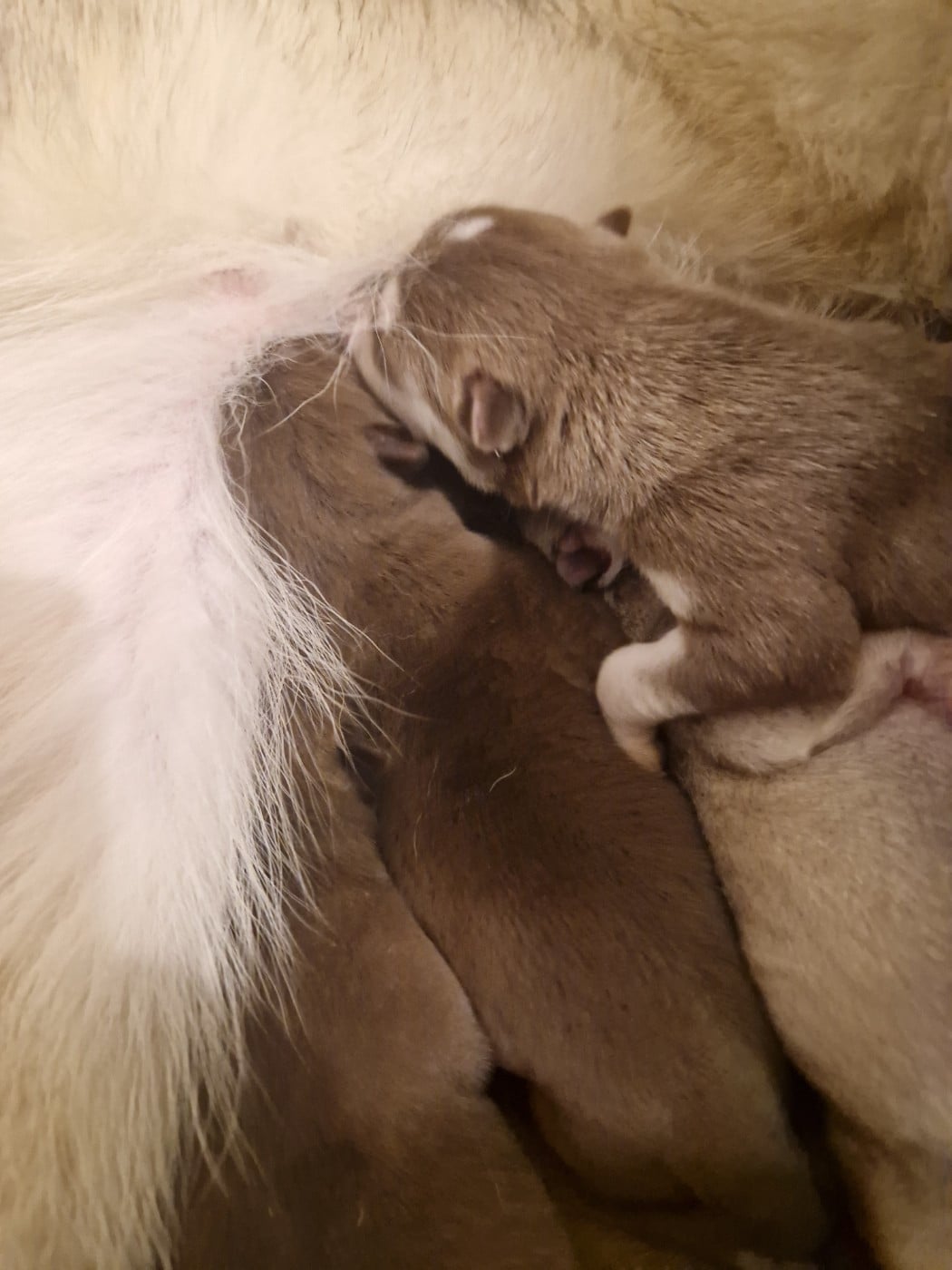 Siberian Husky - Of Masadora