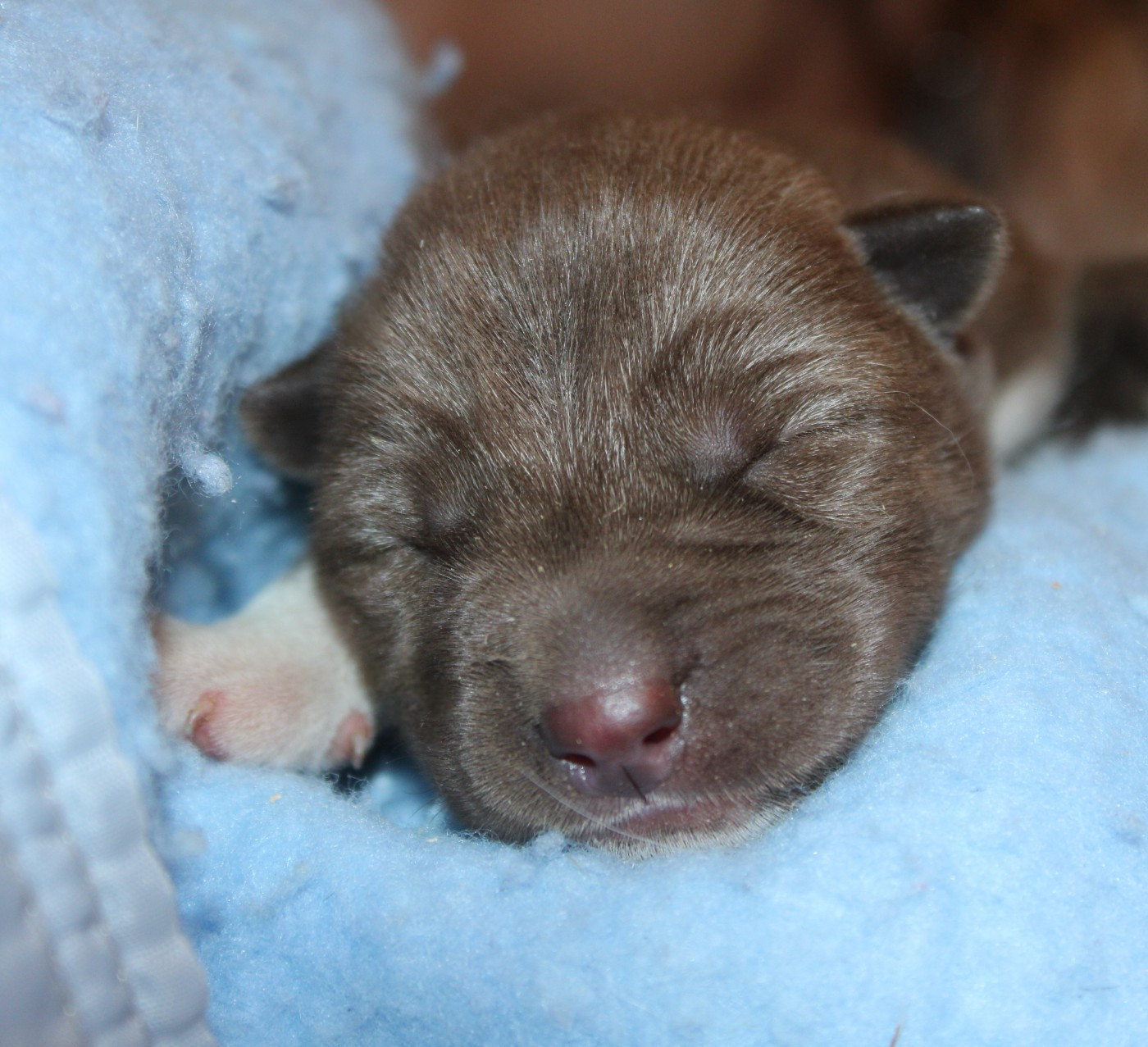 CHIOT 2 - Siberian Husky